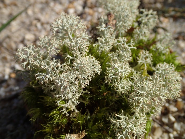 Cladonia arbuscula chémo. squarrosa [18] [2021-02-20] (1).JPG