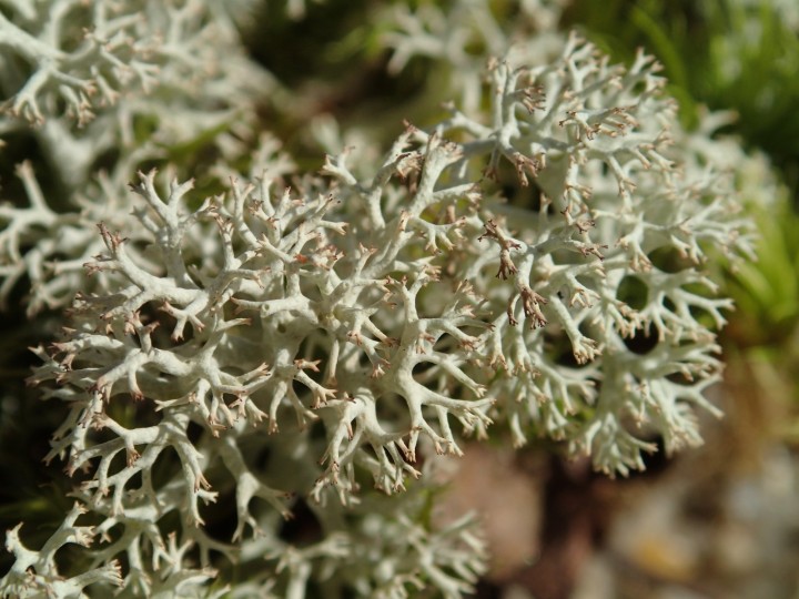 Cladonia arbuscula chémo. squarrosa [18] [2021-02-20] (3).JPG