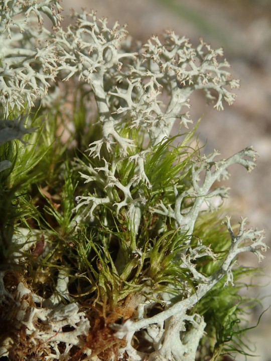 Cladonia arbuscula chémo. squarrosa [18] [2021-02-20] (7).JPG