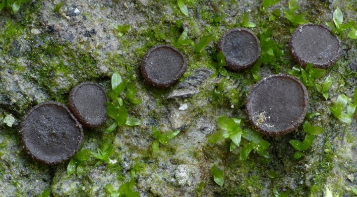 Ascobolus carbonarius (30-06-20).jpg