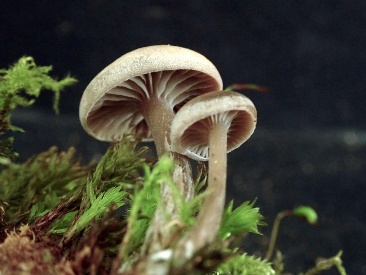 Photo Yoko Kimura-Debauve - cliquer sur l'image pour agrandir