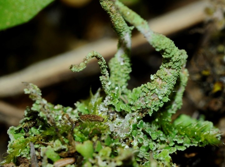 cladonia 1.jpg
