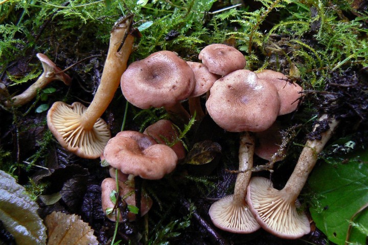 Morvan_2012_02.jpg