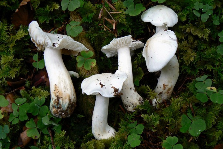 Tricholoma_columbetta.jpg