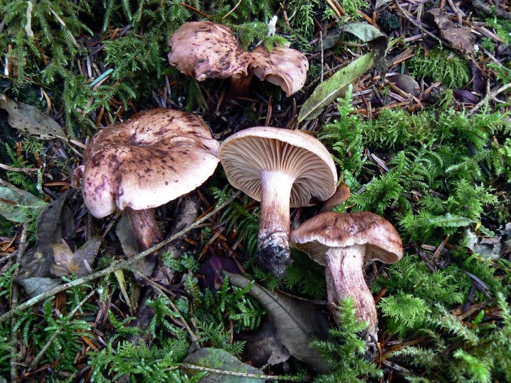 Hygrophorus_capreolarius.jpg