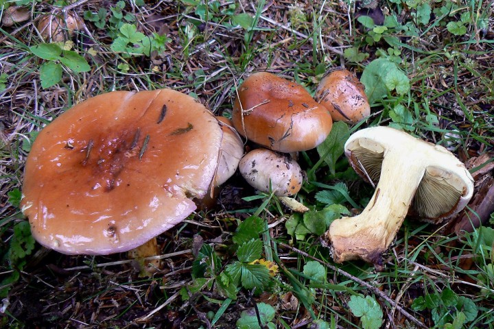 Cortinarius_odorifer.jpg