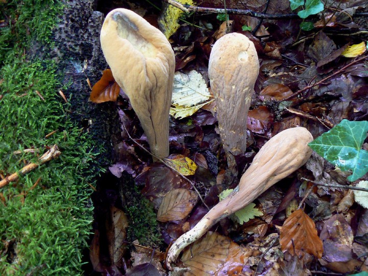Clavariadelphus_pistillaris.jpg