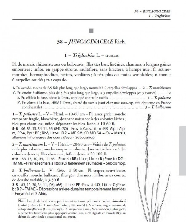 triglochin.jpg