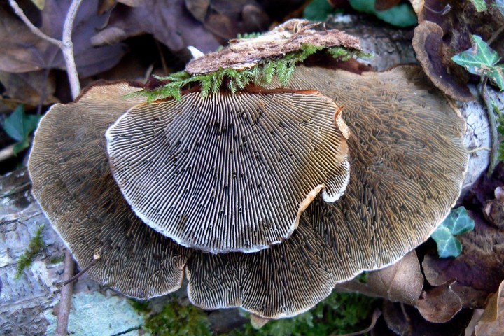 Daedaleopsis_-tricolor_02.jpg