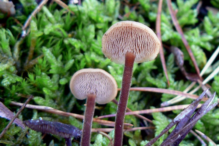 Auriscalpium_vulgare_02.jpg