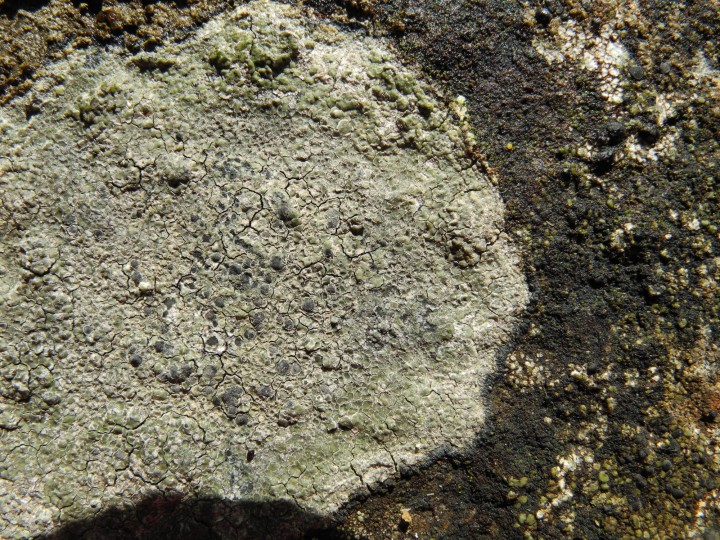 immersaria athroocarpa 2.JPG