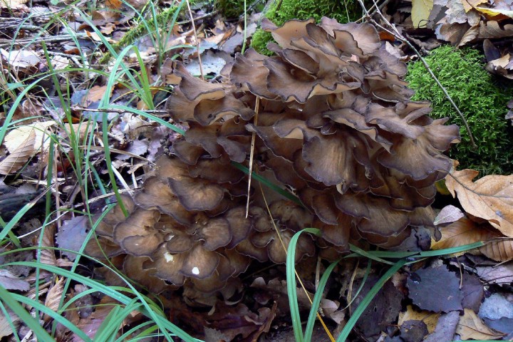 Grifola_frondosa.jpg