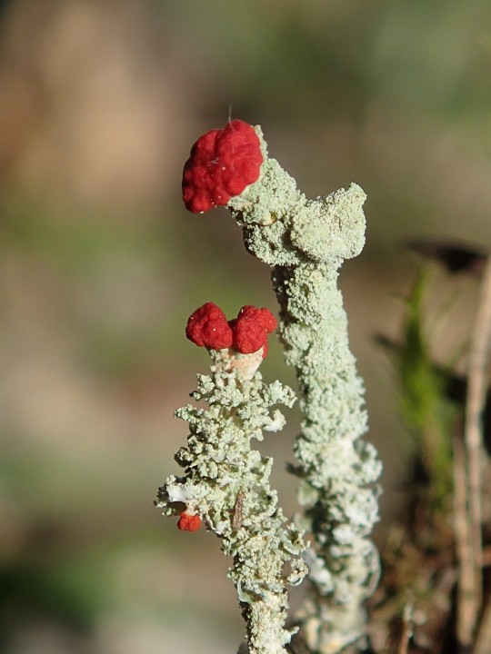 Cladonia macilenta morpho. squamigera [18] [2021-02-17] (2).JPG