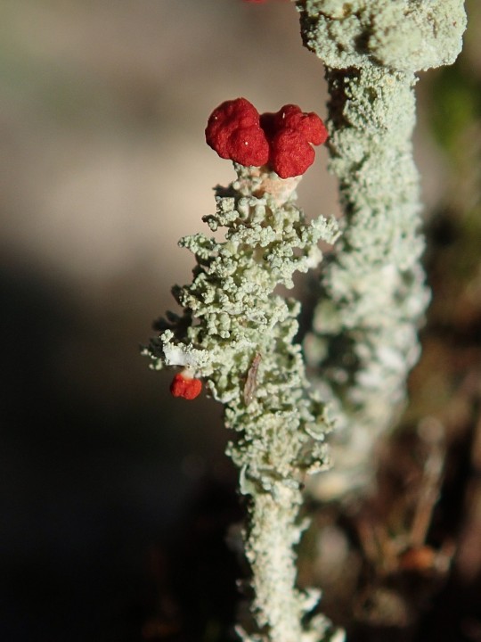 Cladonia macilenta morpho. squamigera [18] [2021-02-17] (1).JPG