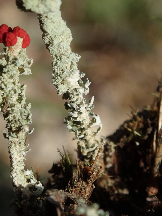 Cladonia macilenta morpho. squamigera [18] [2021-02-17] (3).JPG