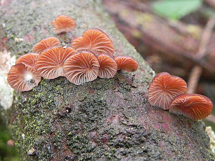 DSCN8075b.JPG