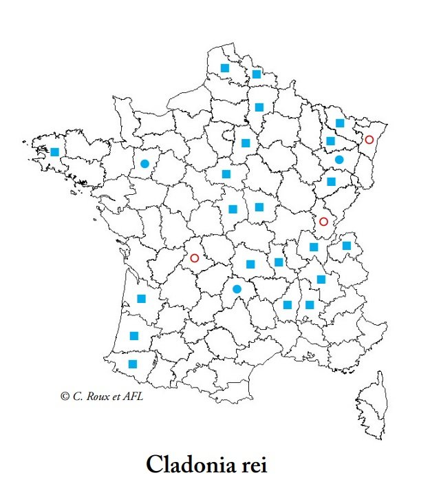 cladconia.jpg