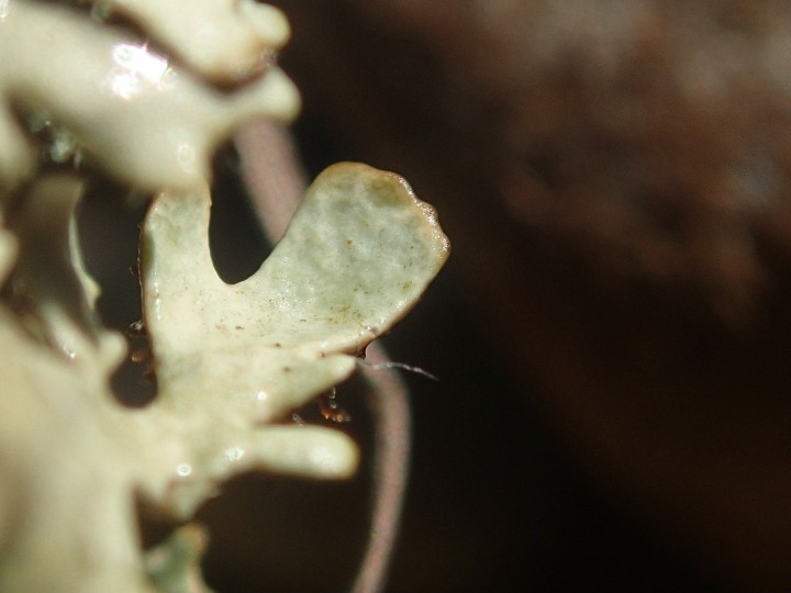 Xanthoparmelia stenophylla éco. stenophylla [89] [2020-07-12] (5).JPG