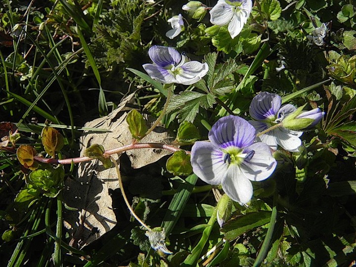 DSCN8154b.JPG