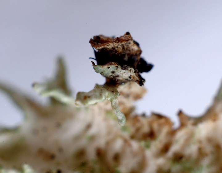 unguiculariopsis à vérifier bis.jpg