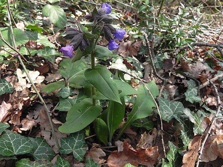 DSCN8187b.JPG