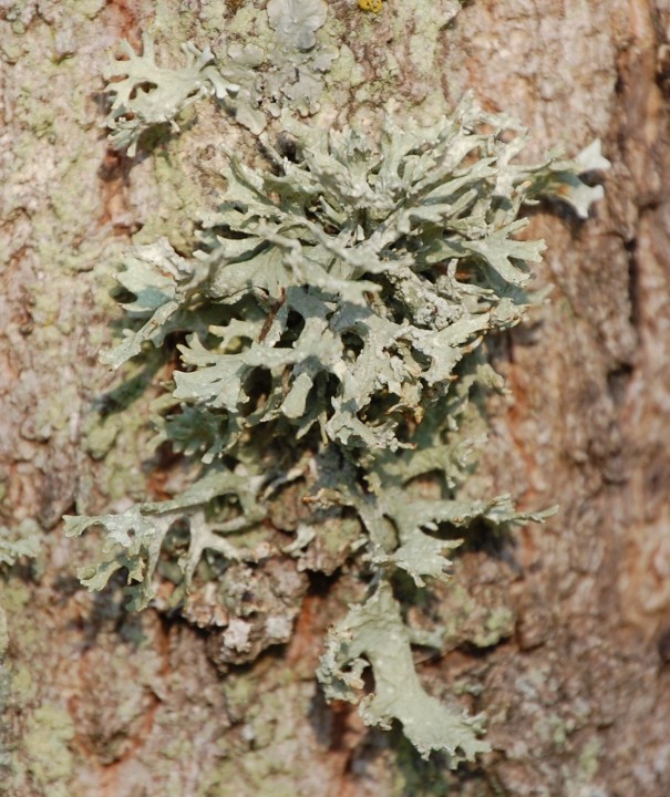 Evernia prunastris 1_modif.jpg