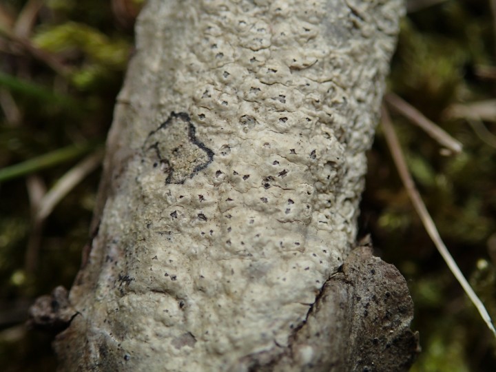 Pertusaria leioplaca [18] [2017-05-01] (1).JPG