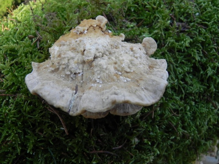 DSCN8090.JPG