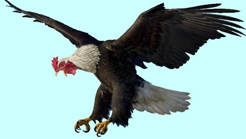 aigle.jpg