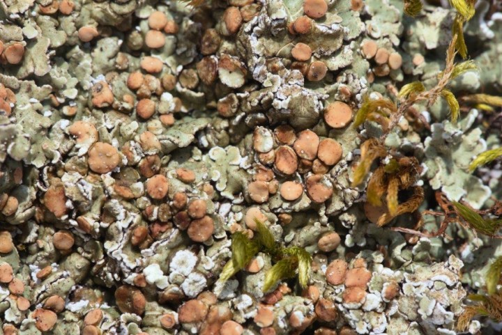lichen sp-Calern-28032021-2.jpg