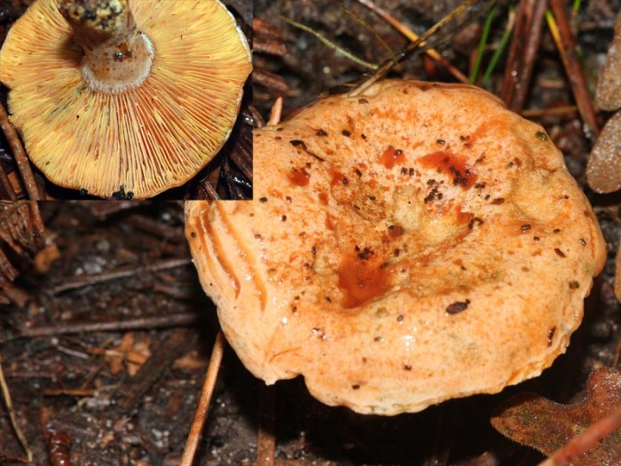 131108-699LACTARIUS-DELICIO.jpg