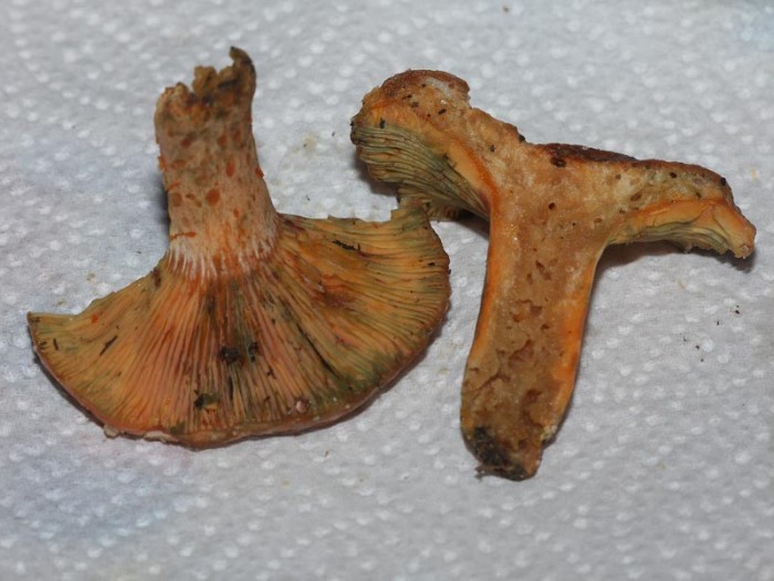 131108-728lactarius-delicio.jpg