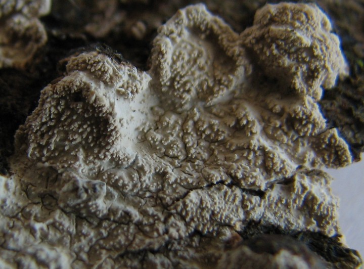 2 cm.jpg