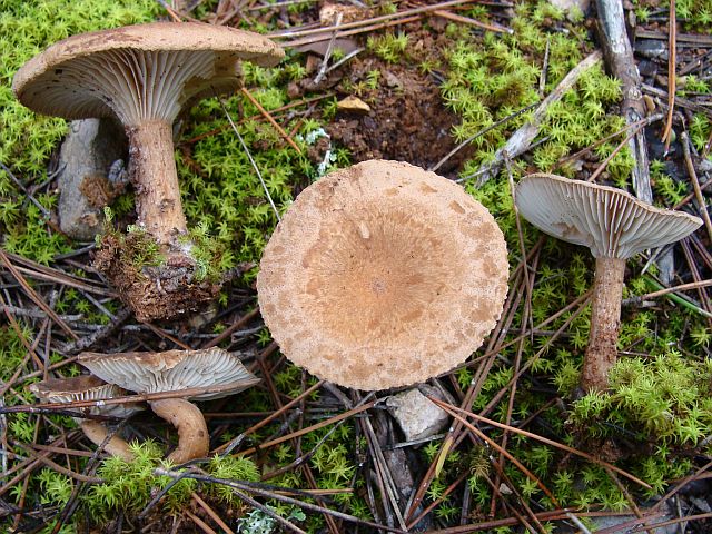 Clitocybe sp 1.jpg