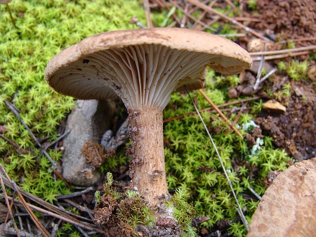 Clitocybe sp 2.jpg