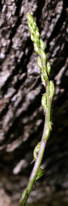 Cliquer sur l'image pour agrandir