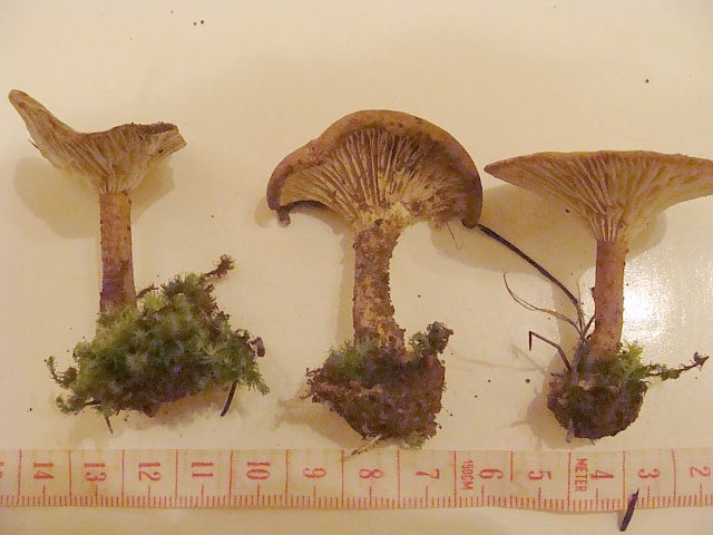 Clitocybe sp 5.jpg
