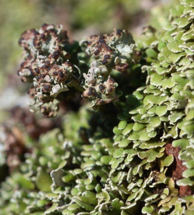 Cladonia sp-Estérel-10032021-2b.jpg