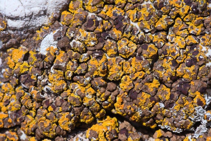 Lichen sp-Courmettes-24032021-1.jpg