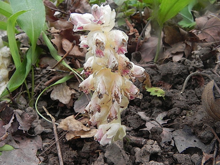 DSCN8286.JPG