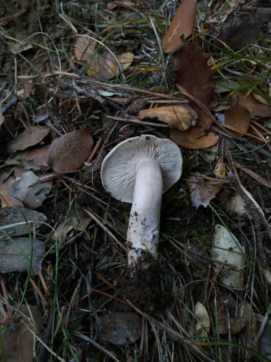 DSC_1126.JPG