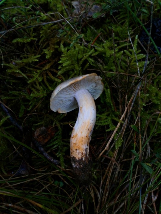 DSC_1174.JPG
