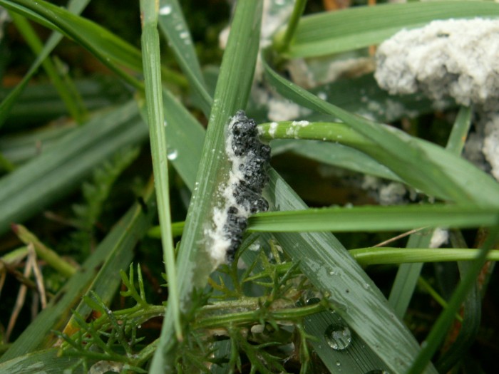 apparition des spores noirs