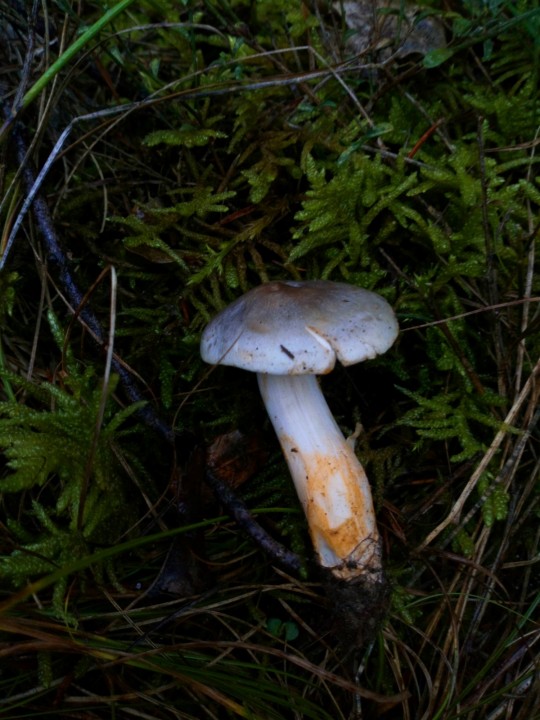 DSC_1175.JPG