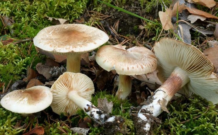 tricholoma boudieri - Copie.JPG