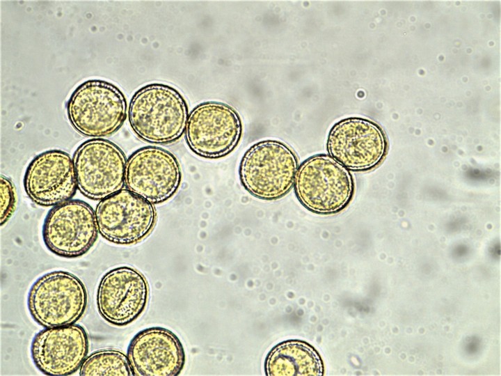 SPORES 12,2-13,4 X 11,9-12,9µ