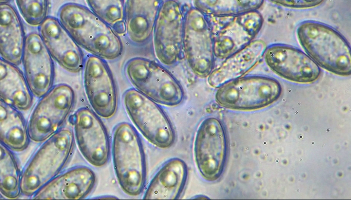 Spores.PNG