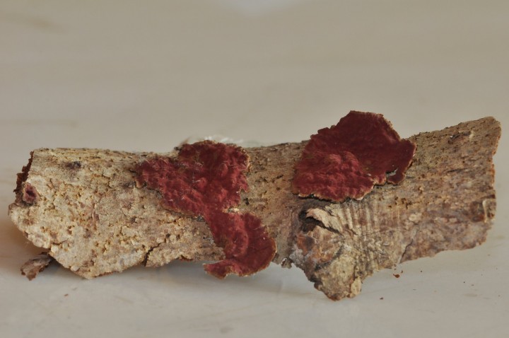 Hymenochaete_cruenta.JPG