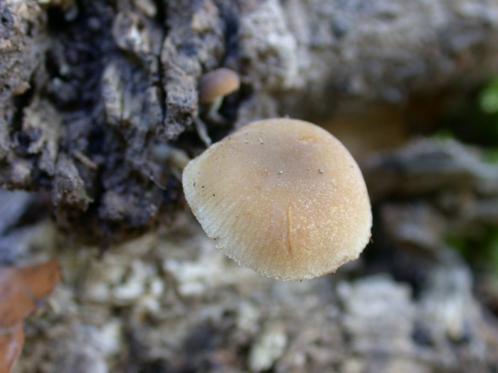 ROLY 27sep08 652.JPG