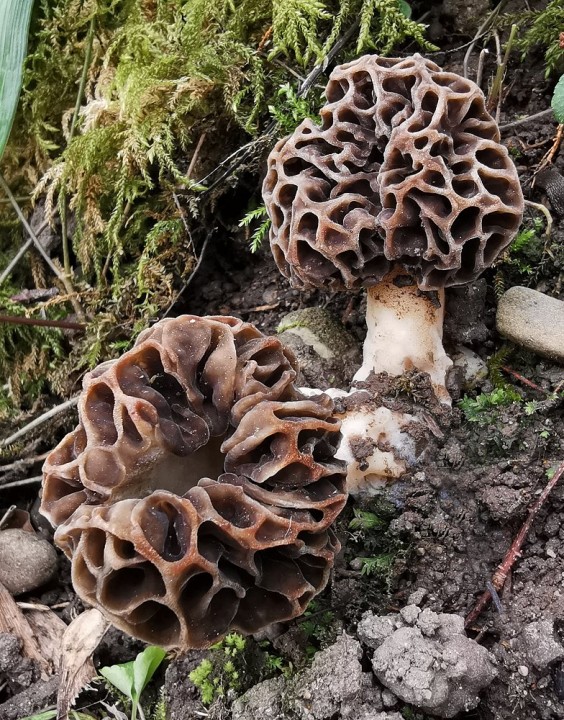 Morchella_vulgaris_Vers_Vaux_9_avril_2021.jpg